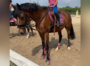 German Riding Pony, Mare, 13 years, 14 hh, Brown