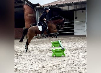 Deutsches Reitpony, Stute, 13 Jahre, 14 hh, Brauner