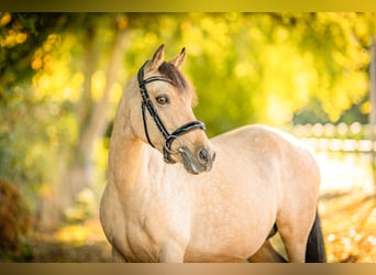 German Riding Pony, Mare, 13 years, 14 hh, Buckskin