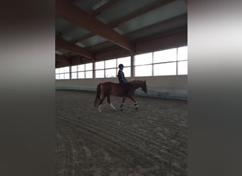 German Riding Pony, Mare, 13 years, 14 hh, Chestnut-Red
