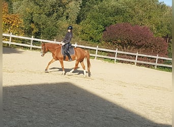 German Riding Pony, Mare, 13 years, 14 hh, Chestnut-Red
