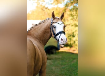 German Riding Pony, Mare, 13 years, 14 hh