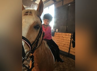 German Riding Pony, Mare, 13 years, 14 hh