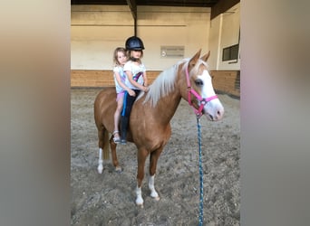 German Riding Pony, Mare, 13 years, 14 hh