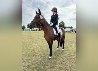 German Riding Pony, Mare, 13 years, 14,1 hh, Brown