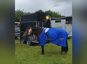 German Riding Pony Mix, Mare, 13 years, 14,1 hh, Brown