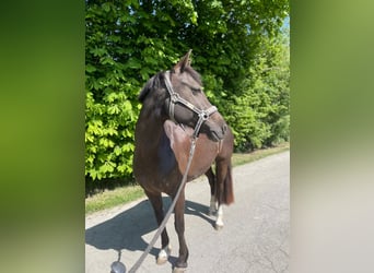 German Riding Pony, Mare, 13 years, 14,1 hh, Chestnut