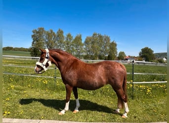 German Riding Pony, Mare, 13 years, 14,1 hh, Chestnut-Red