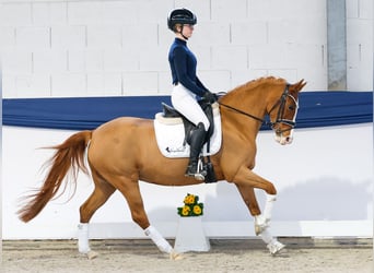 German Riding Pony, Mare, 13 years, 14,1 hh, Chestnut-Red