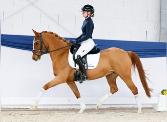 German Riding Pony, Mare, 13 years, 14,1 hh, Chestnut-Red
