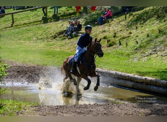 German Riding Pony, Mare, 13 years, 14,2 hh, Chestnut