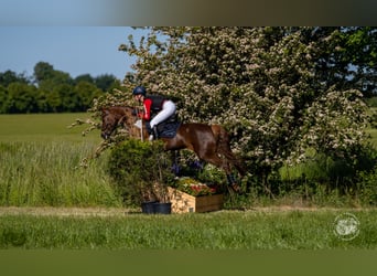 German Riding Pony, Mare, 13 years, 14,2 hh, Chestnut