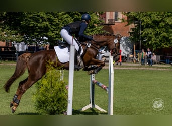 German Riding Pony, Mare, 13 years, 14,2 hh, Chestnut