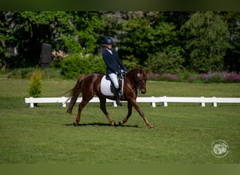 German Riding Pony, Mare, 13 years, 14,2 hh, Chestnut
