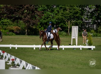 German Riding Pony, Mare, 13 years, 14,2 hh, Chestnut