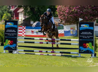 German Riding Pony, Mare, 13 years, 14,2 hh, Chestnut