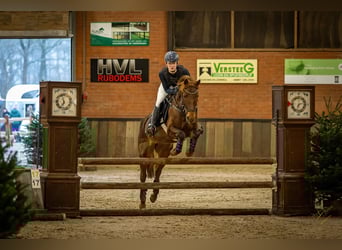 German Riding Pony, Mare, 13 years, 14,2 hh, Chestnut
