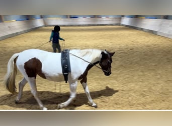 German Riding Pony, Mare, 13 years, 14,2 hh, Pinto