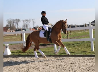 German Riding Pony, Mare, 13 years, 15.1 hh, Chestnut-Red