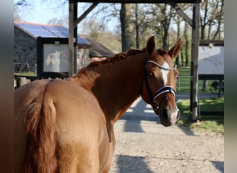 German Riding Pony, Mare, 13 years, 15.1 hh, Chestnut-Red