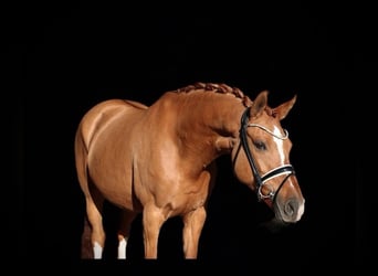 German Riding Pony, Mare, 13 years, 15.1 hh, Chestnut-Red
