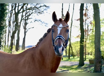 German Riding Pony, Mare, 13 years, 15.1 hh, Chestnut-Red