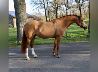 German Riding Pony, Mare, 13 years, 15.1 hh, Chestnut-Red