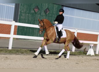 German Riding Pony, Mare, 13 years, 15.1 hh, Chestnut-Red