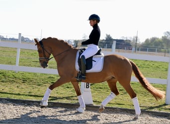 German Riding Pony, Mare, 13 years, 15.1 hh, Chestnut-Red