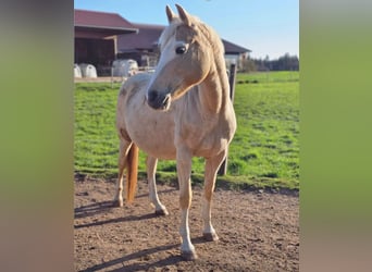 German Riding Pony, Mare, 13 years, 15,1 hh, Palomino
