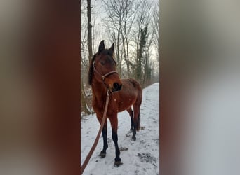 German Riding Pony, Mare, 13 years, 15,2 hh, Brown