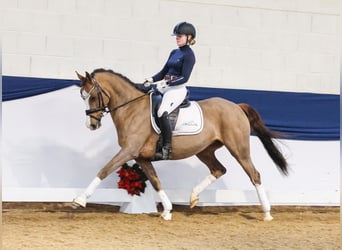 German Riding Pony, Mare, 13 years, Chestnut