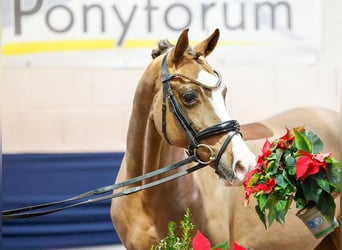 German Riding Pony, Mare, 13 years, Chestnut