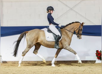 German Riding Pony, Mare, 13 years, Chestnut