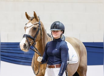 German Riding Pony, Mare, 13 years, Chestnut