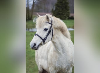 German Riding Pony Mix, Mare, 14 years, 12.2 hh, Gray