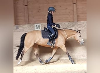 German Riding Pony, Mare, 14 years, 13.1 hh, Dun