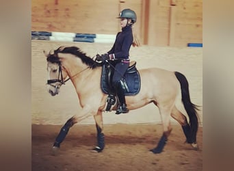 German Riding Pony, Mare, 14 years, 13.1 hh, Dun