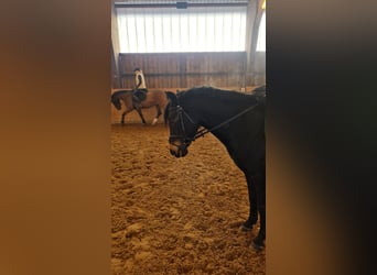 German Riding Pony, Mare, 14 years, 13,2 hh, Bay-Dark