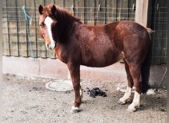 German Riding Pony Mix, Mare, 14 years, 13.2 hh, Chestnut-Red