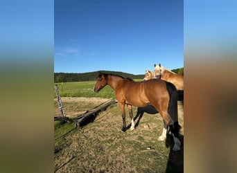 German Riding Pony, Mare, 14 years, 13.2 hh