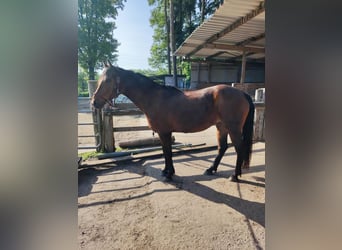 German Riding Pony, Mare, 14 years, 13.3 hh, Brown