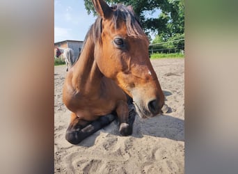 German Riding Pony, Mare, 14 years, 13.3 hh, Brown