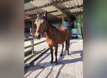 German Riding Pony, Mare, 14 years, 13.3 hh, Brown