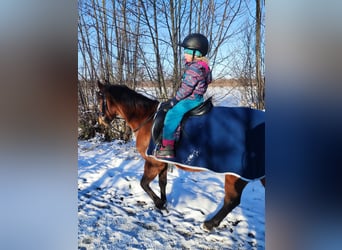 German Riding Pony, Mare, 14 years, 13.3 hh, Brown