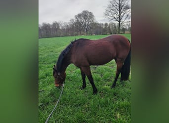 German Riding Pony, Mare, 14 years, 13.3 hh, Brown