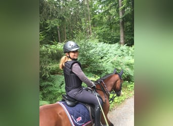 German Riding Pony, Mare, 14 years, 13,3 hh, Brown