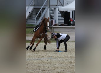 German Riding Pony, Mare, 14 years, 13.3 hh, Chestnut-Red
