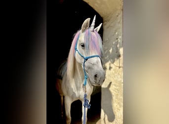 German Riding Pony Mix, Mare, 14 years, 13 hh, Grey-Red-Tan