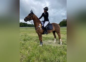 German Riding Pony, Mare, 14 years, 14.1 hh, Chestnut-Red